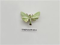 藏品(螟蛾317)的圖片